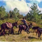 Etna Donkey Trekking