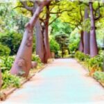 Orto Botanico di Palermo